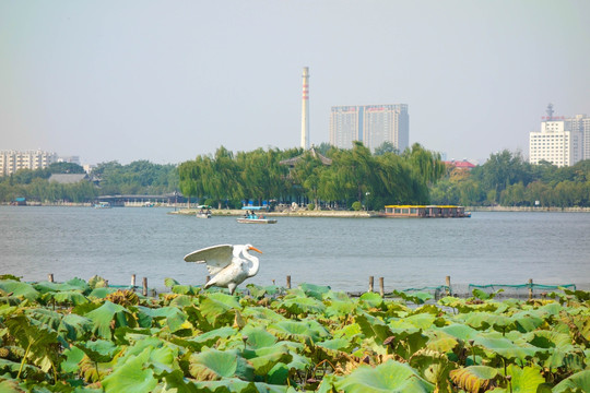大明湖