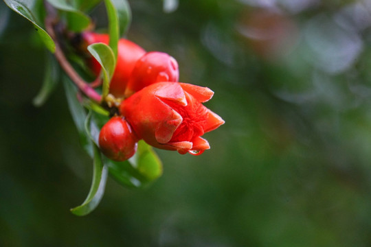 石榴花