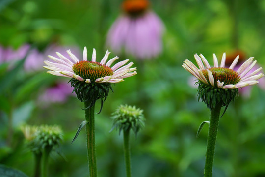 松果菊