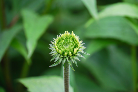 松果菊