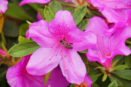 映山红花卉 蜜蜂