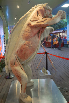 北极熊标本 动物皮下脂肪层
