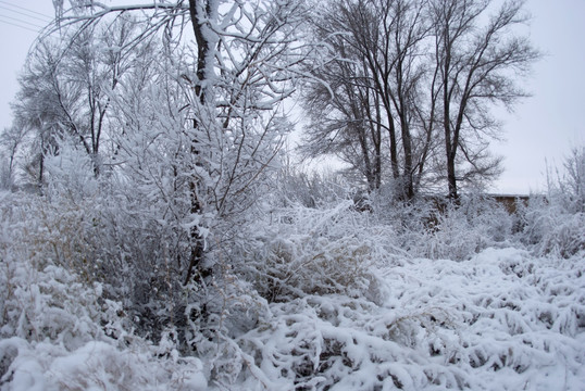 雪后