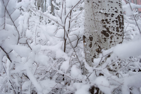 积雪