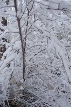 积雪