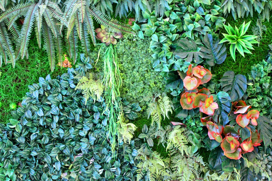 植物墙 植物 背景墙