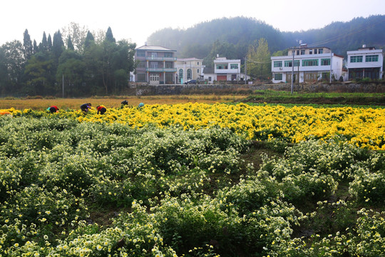 摘菊花 秋菊 菊花地 菊花园