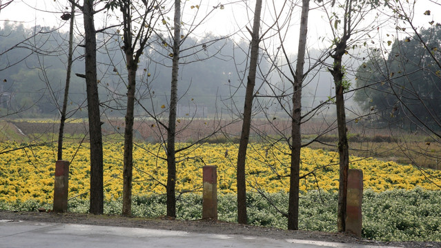 菊花 秋菊 菊花地