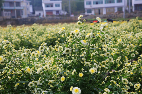 摘菊花