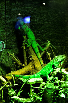 绿鬣lie蜥  蜥蜴