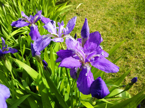 马兰花