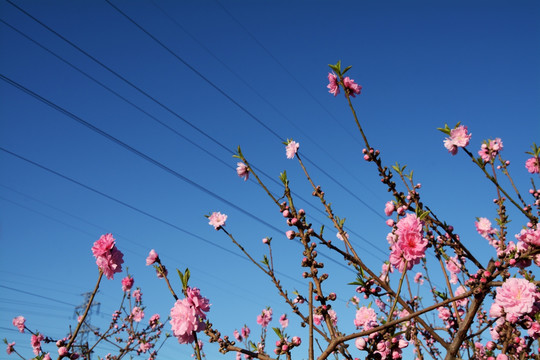 桃花