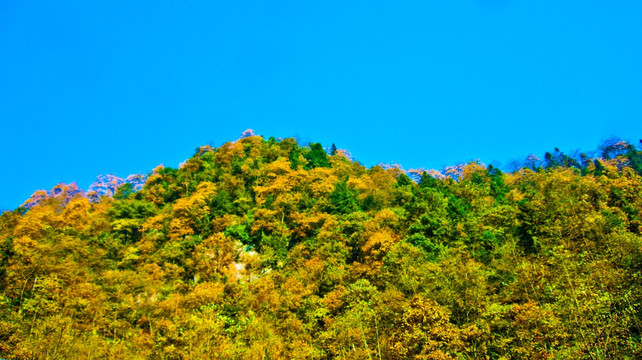 山岭 霜叶
