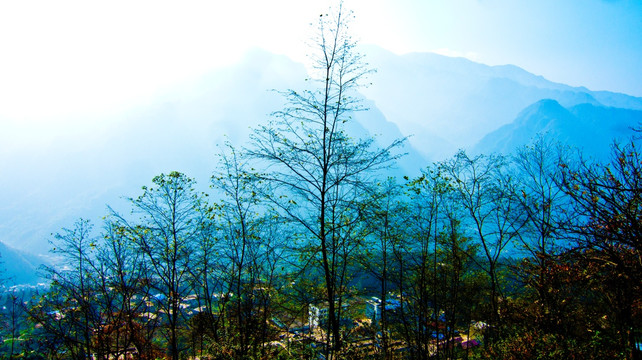 树枝 山野