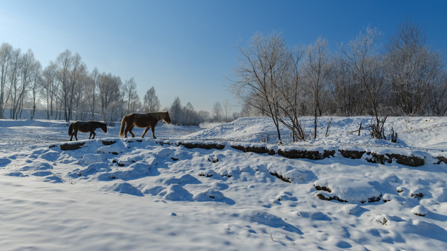 冬日的马