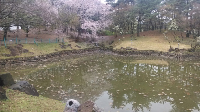 湖花园色彩静浪漫倒影落叶浮萍和