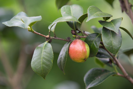 山茶果 山茶花果实