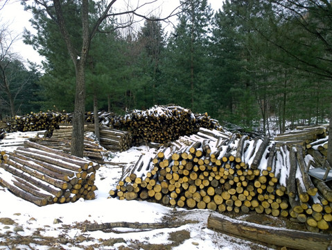 砍伐后的木堆