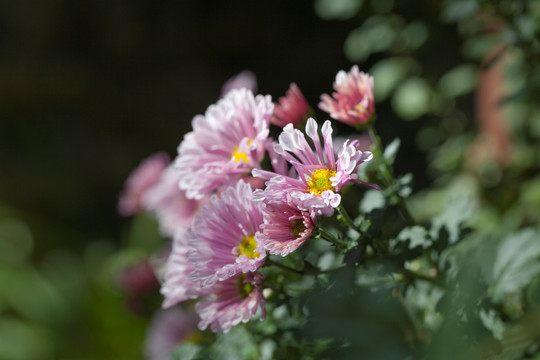 菊花