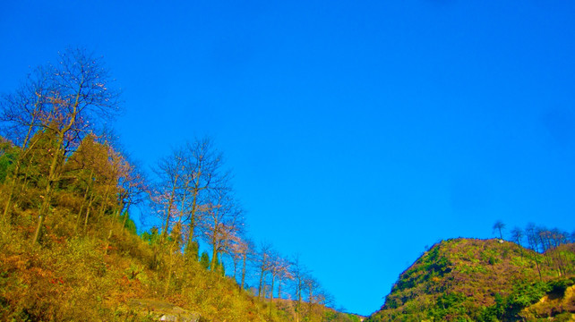 山岭 大树