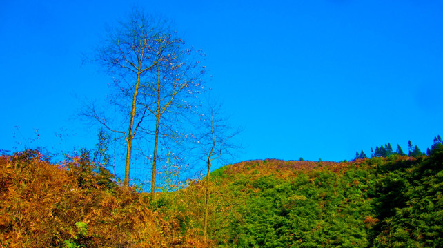 山岭 树枝