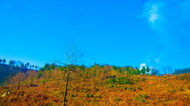 荒野 大树