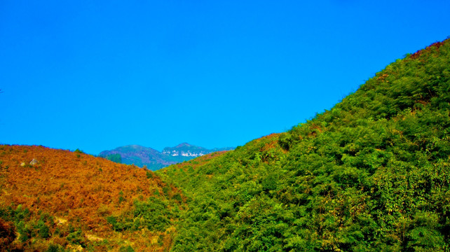 竹林 山丘