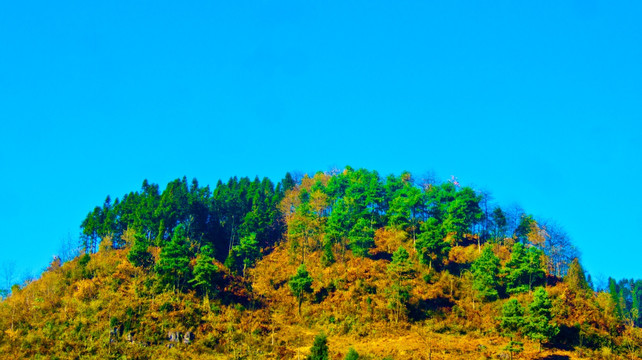 山丘 树林