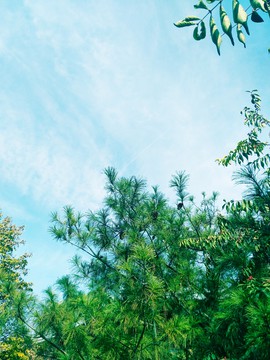 树和天空