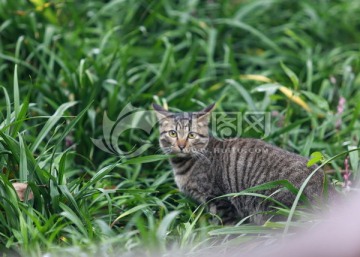 草丛中的猫