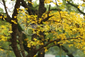 秋天黄色的枫叶