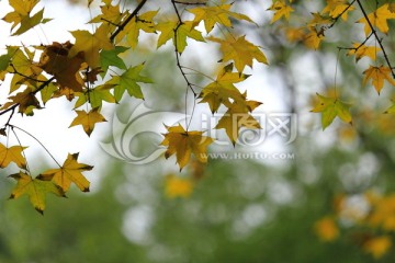 秋天黄色枫叶
