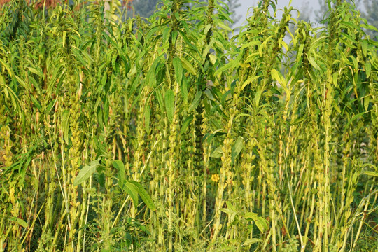 芝麻地 芝麻成长期