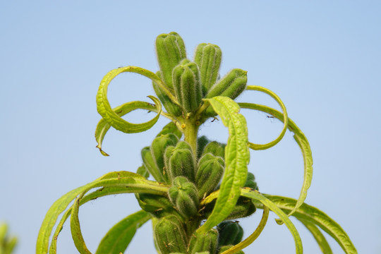 芝麻成长期 芝麻果