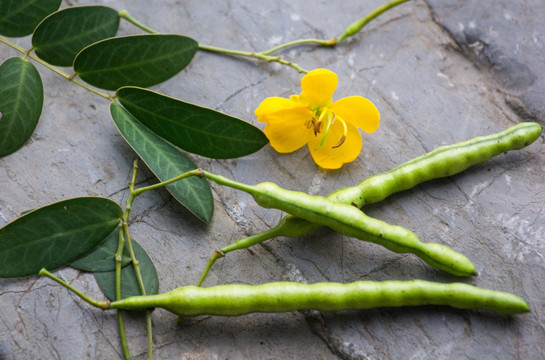 黄花槐