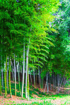 竹林