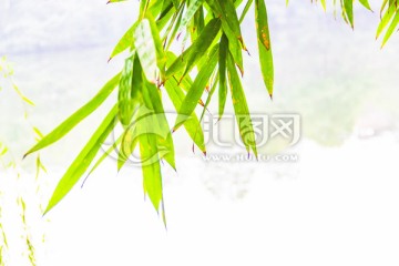 竹叶