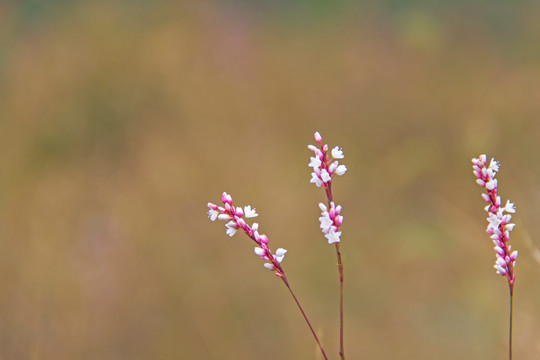 野花