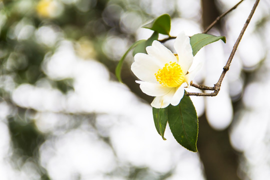 山茶花