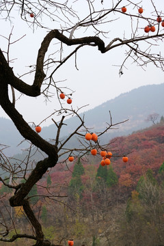 秋天的柿子树