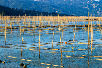 霞浦紫菜种植场 海上密集竹竿