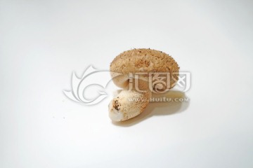 新鲜香菇素材 蘑菇特写 菌菇