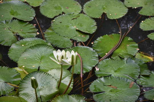 并蒂莲 莲花