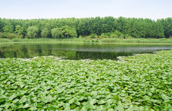 公园景观 公园湿地 湖水