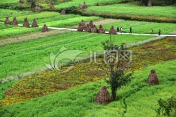 苦荞基地