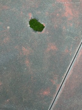 水泥地面上的绿苔