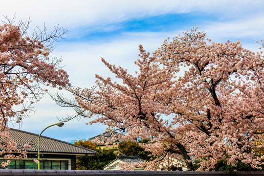 日本樱花