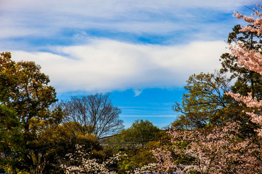 日本樱花