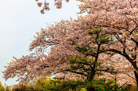 日本樱花