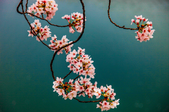 日本樱花